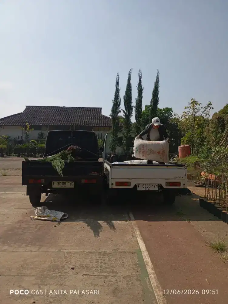 Cemara lilin tinggi 2.5 meter