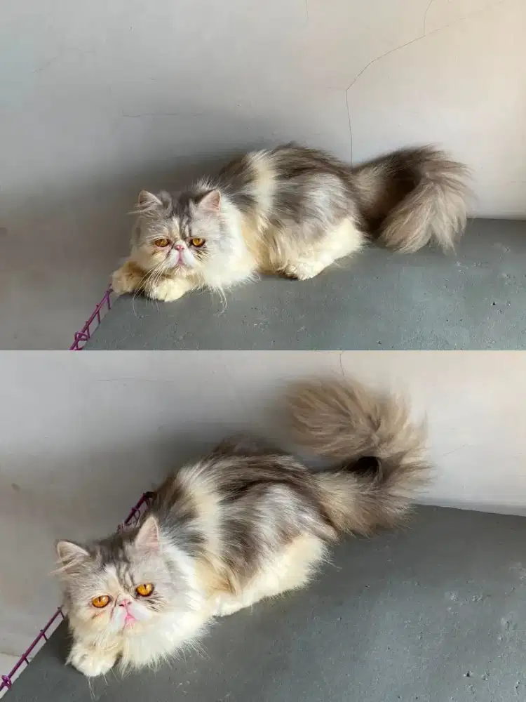 Peaknose betina provn