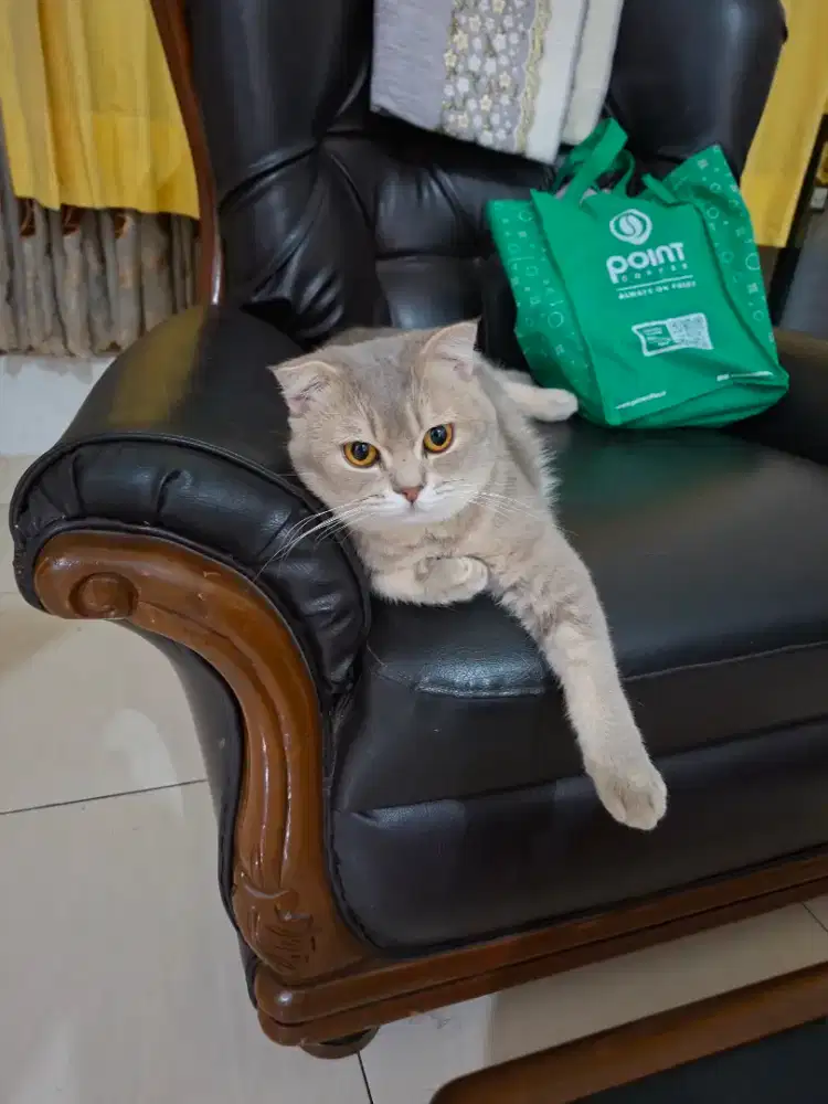 Open adopt bsh sf