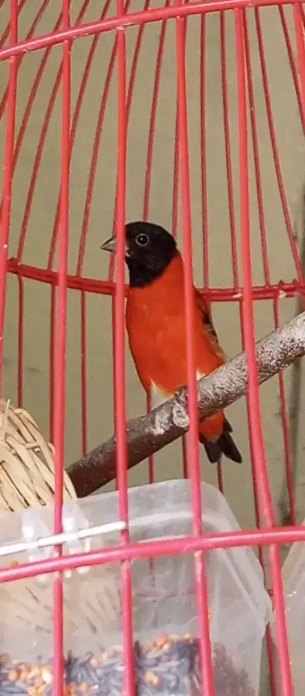 Sepasang Redsiskin klasik gacor produksi 2 kali