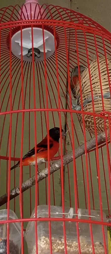Gacor mulus sepasang Redsiskin klasik produksi