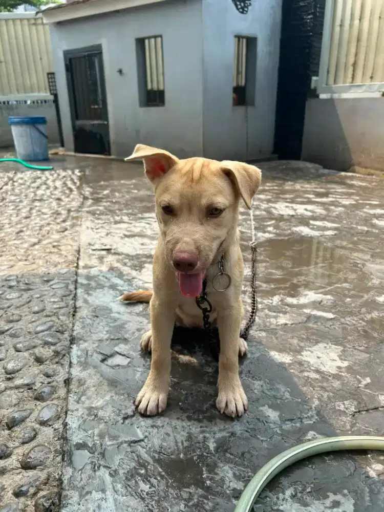 Puppy pitbull x husky