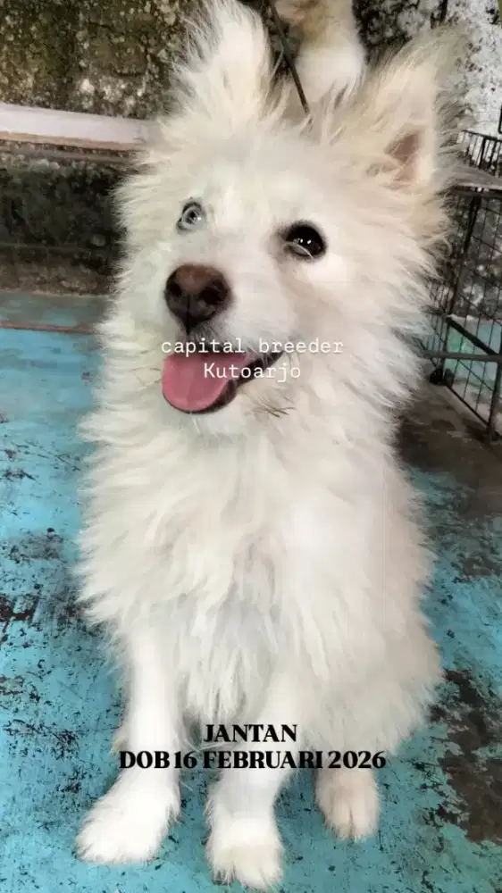 SIBERIAN HUSKY MIX JANTAN
