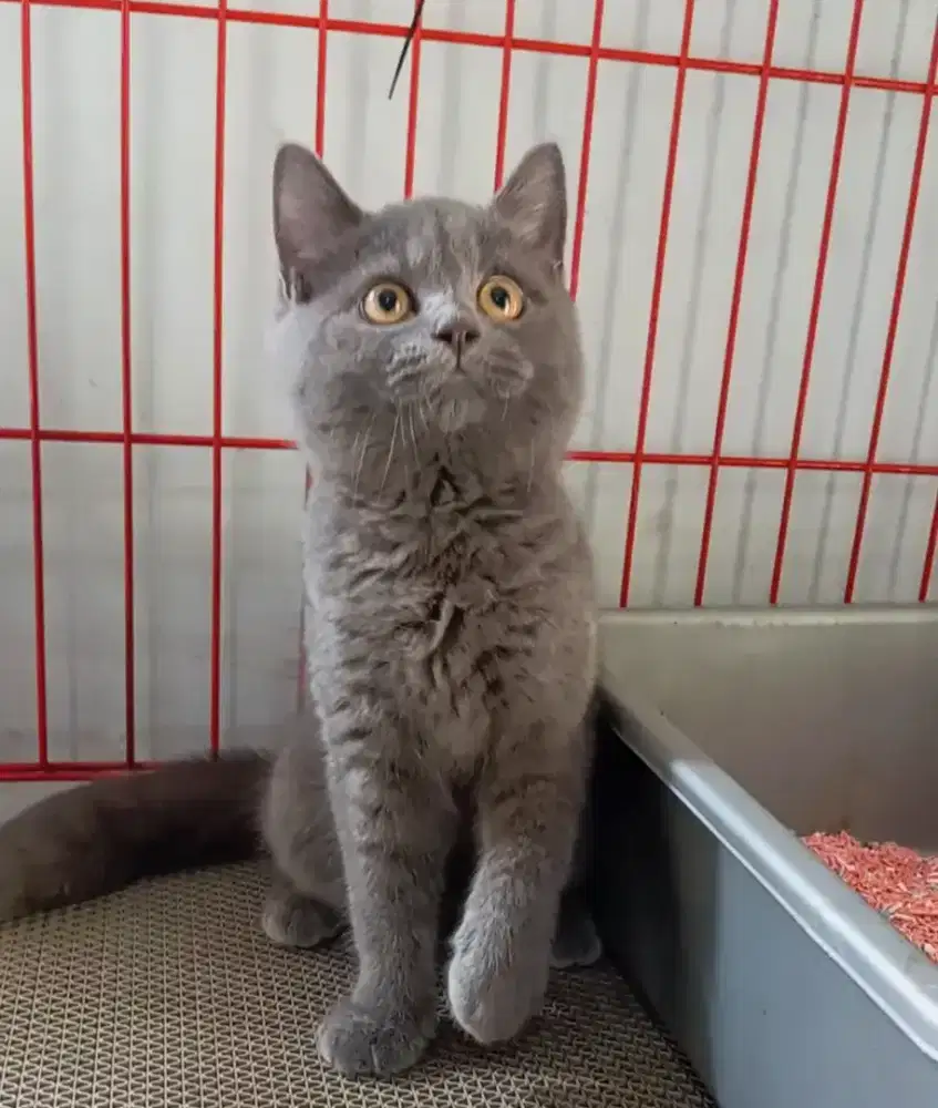 BRITISH SHORTHAIR / BSH BLUE