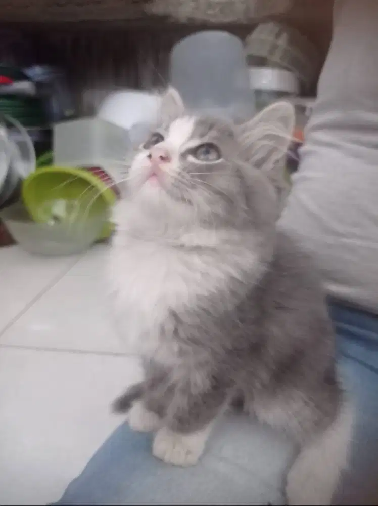 Jual kucing ABU kitten 2,5 bulan