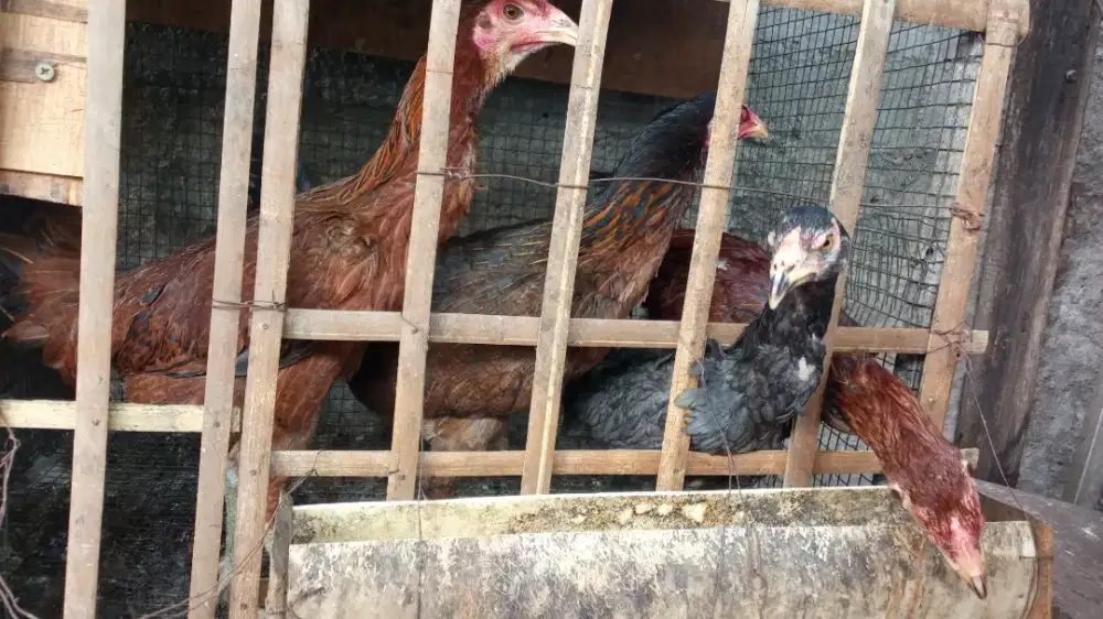 Jual Ayam kampung
