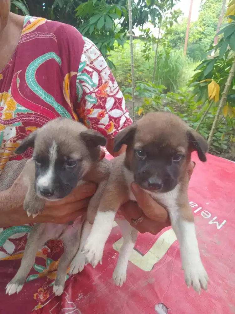 Anak Anjing Kampung Campuran SEHAT SUDAH MAKAN INDUKAN SEDANG BESAR