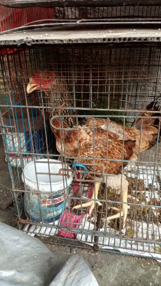 Jual Silangan ayam Bangkok
