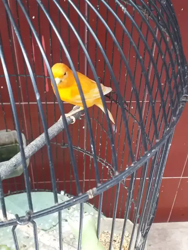 Kenari lokal oren udah bunyi