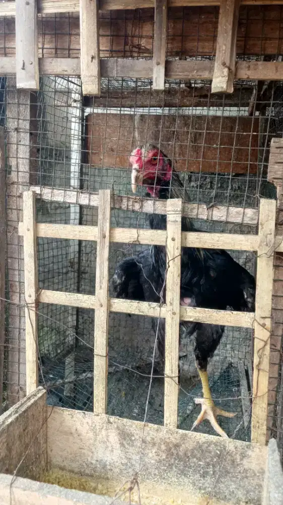 Jual Silangan ayam bangko