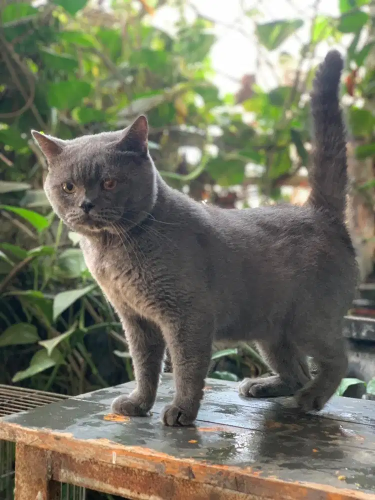 kucing BSH Blue Jantan remaja