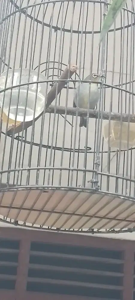 Jual burung kacamata murah