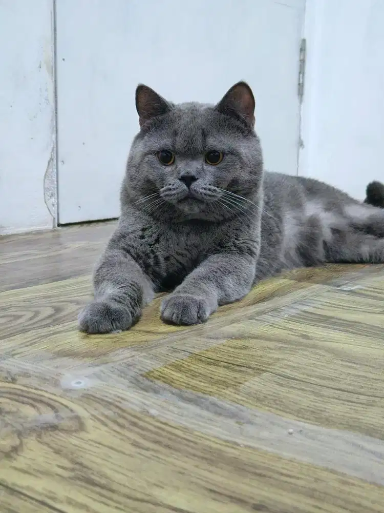 kucing BSH British shorthair Blue