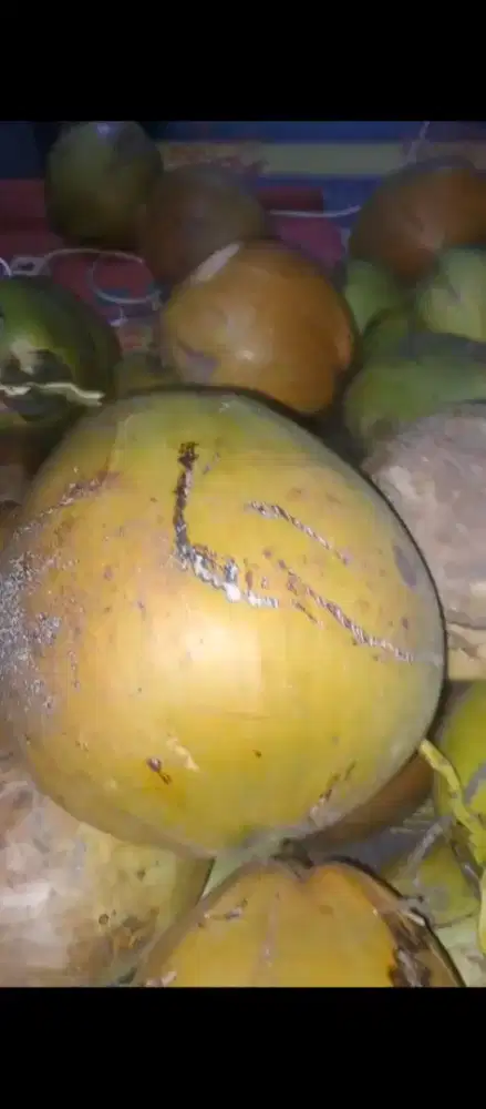 Kelapa kopyor terbatas