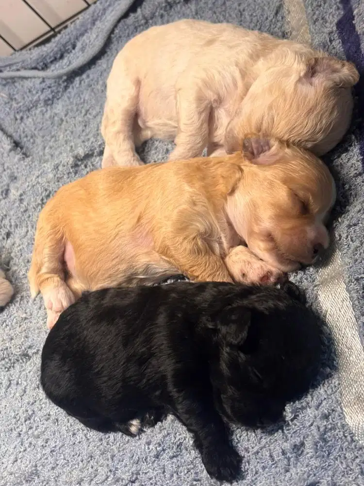 Jual Anak Anjing Maltipo (mix poodle malthis)