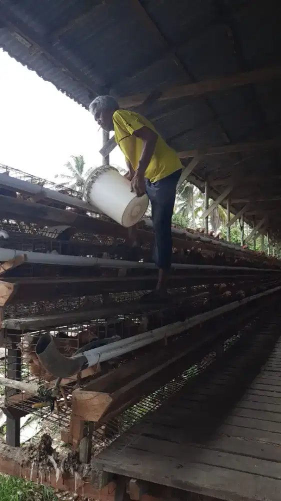 DIBUTUHKAN SEGERA KARYAWAN KANDANG AYAM PETELUR