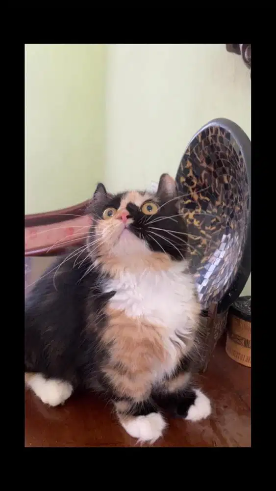 Kucing munchkin betina