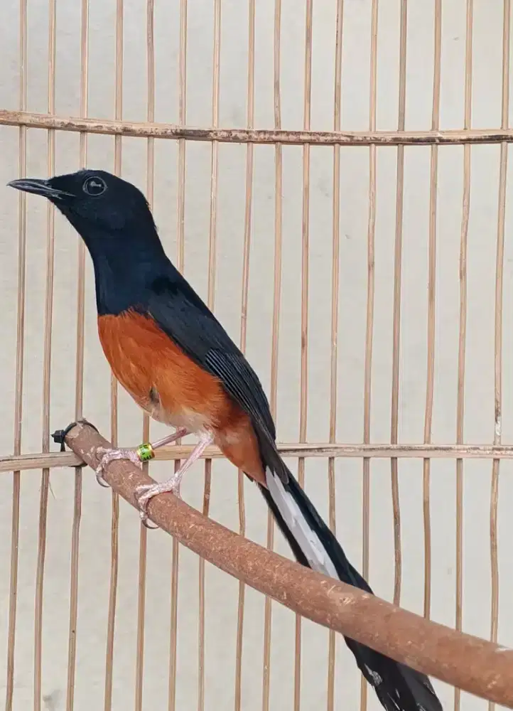 Murai batu pastol