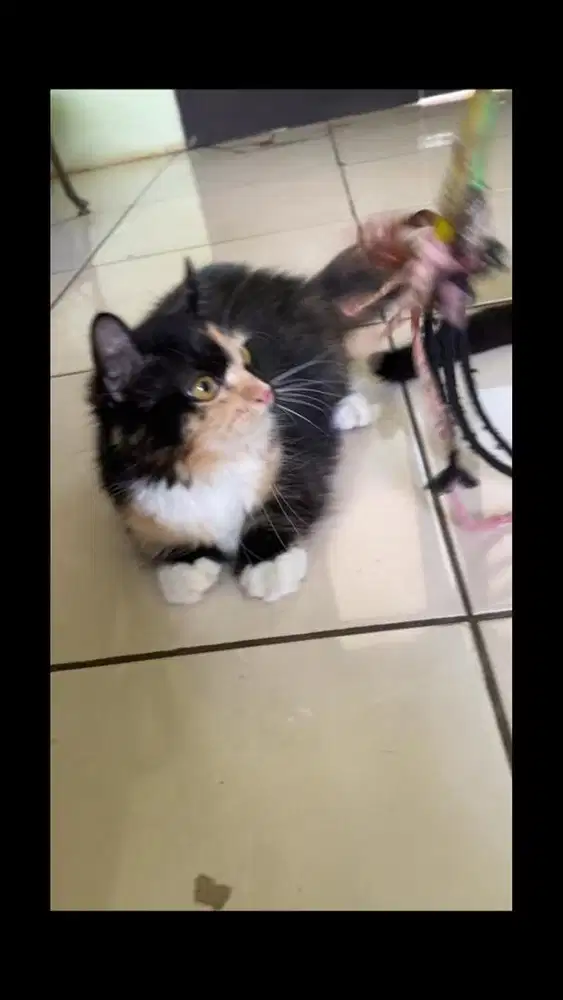 Kucing munchkin betina