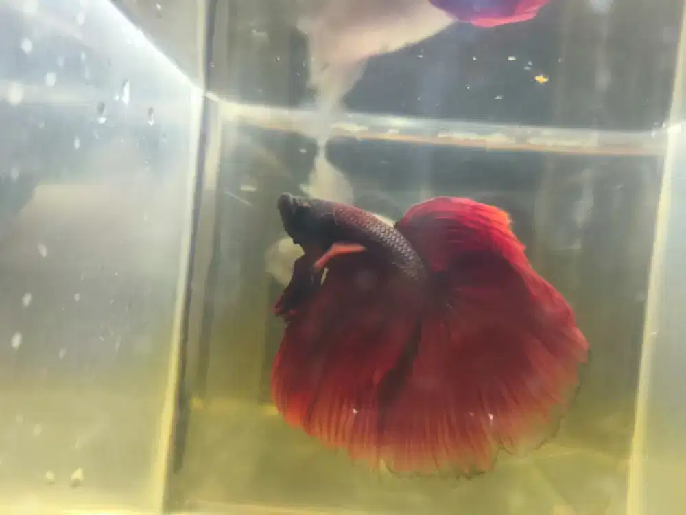 Ikan cupang super Red