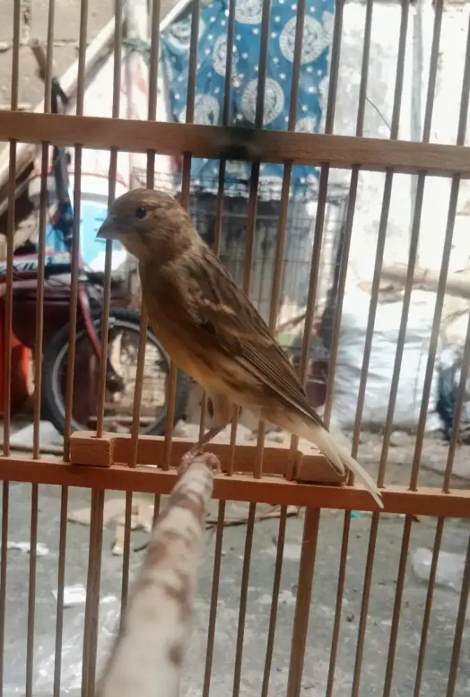 Kenari loper jantan