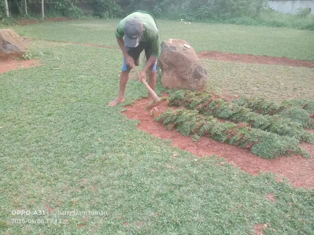 Rumput gajah mini super