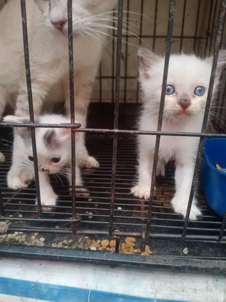 Di jual kitten Himalaya bigbone