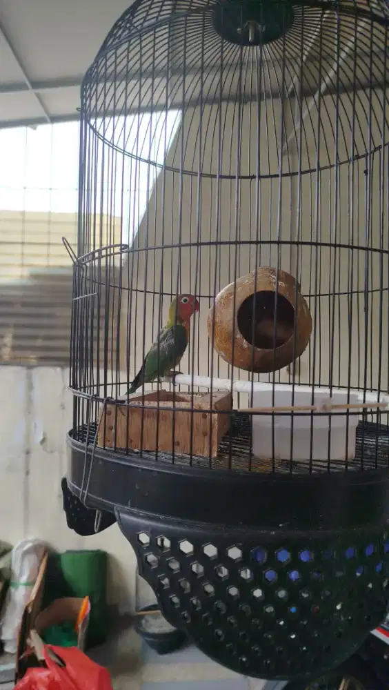 Jual anakan  lovebird josan umur 2 bln jalan fullset