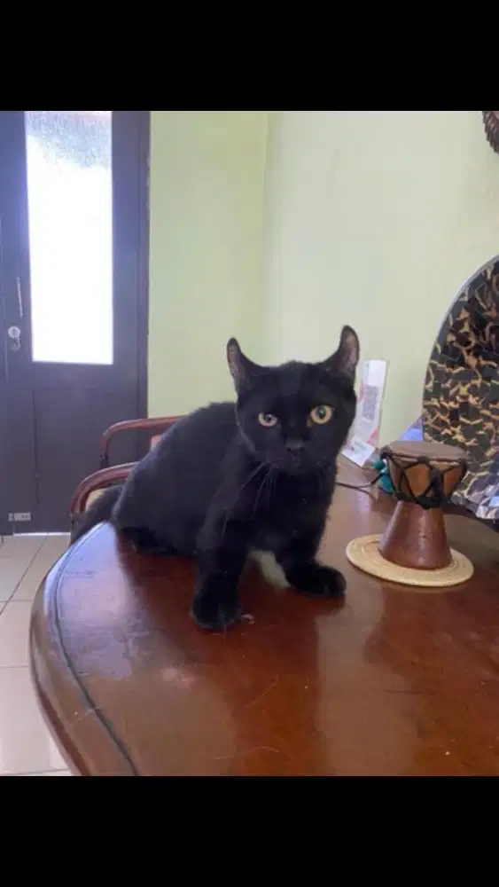 Kucing munchkin jantan