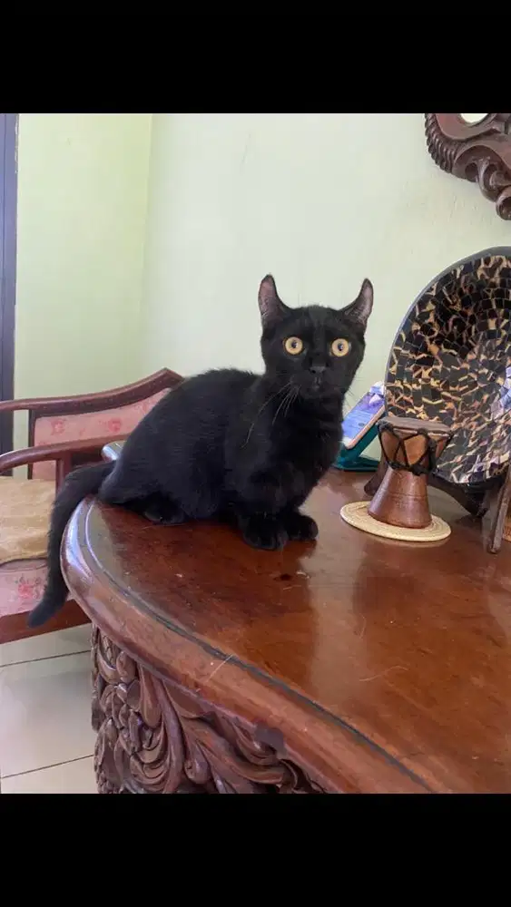 Kucing munchkin jantan