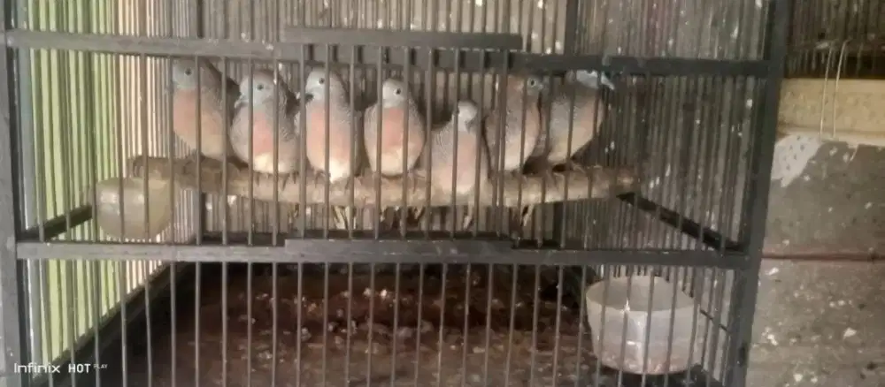 Burung kutut borongan