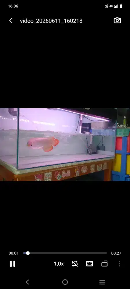 Ikan arwana super red