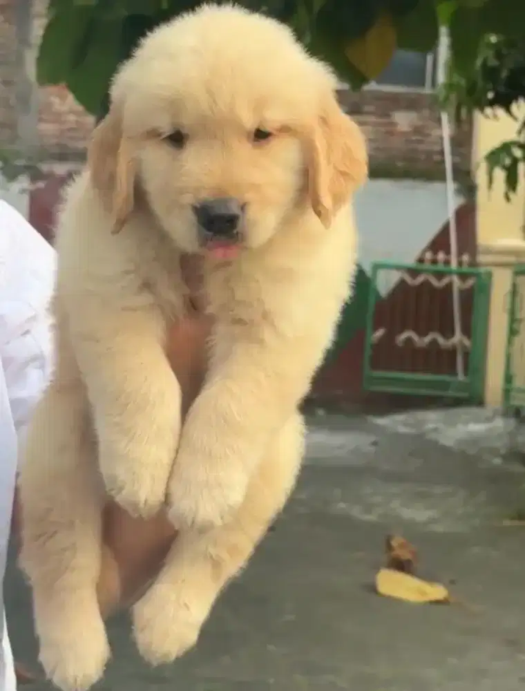 GOLDEN RETRIEVER PUPPY