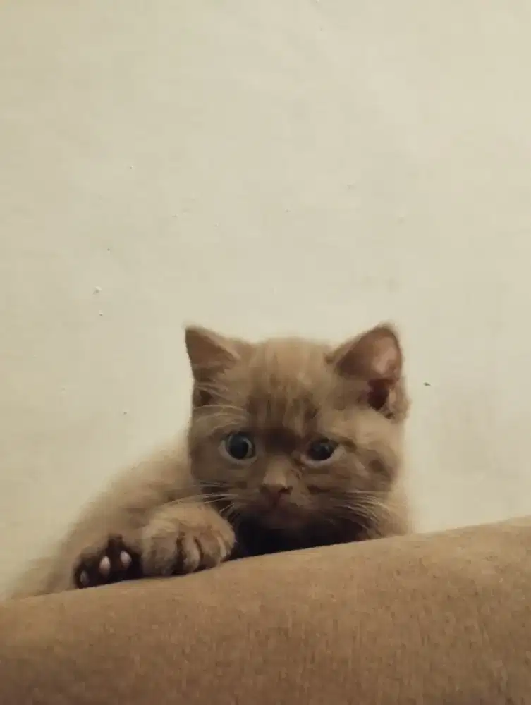 BSH Cinnamon Ped/Nonped