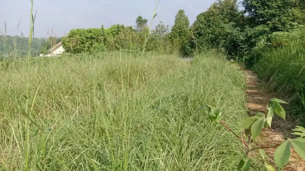 Rumput vetiver | petani rumput vetiver untuk daerah jakarta