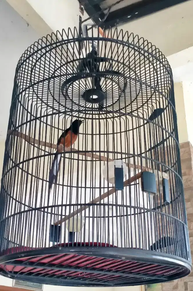 Burung Murai Batu Jantan Fullset
