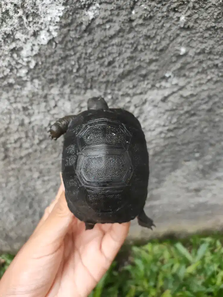 kura darat aldabra smooth 7,5cm