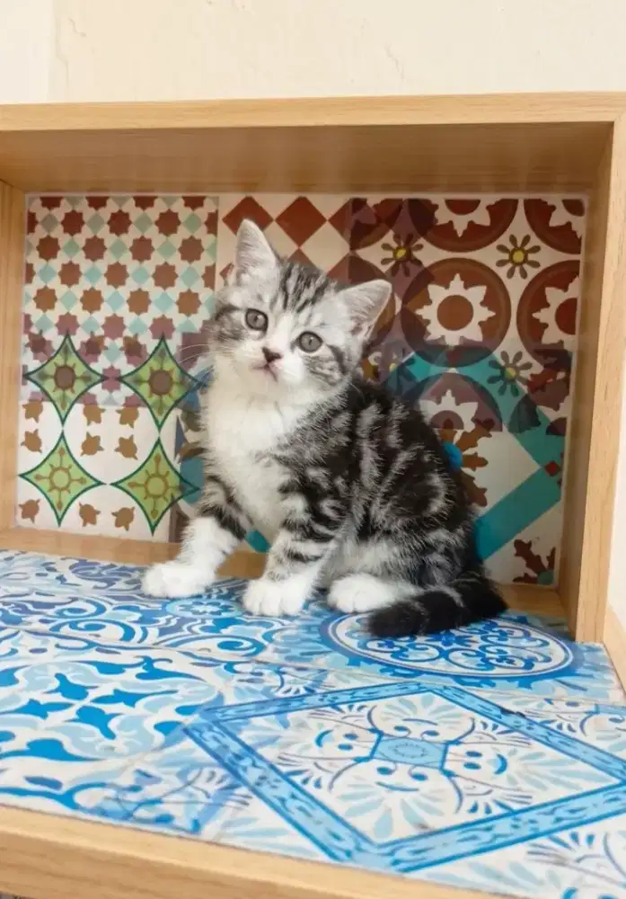 American Shorthair female
