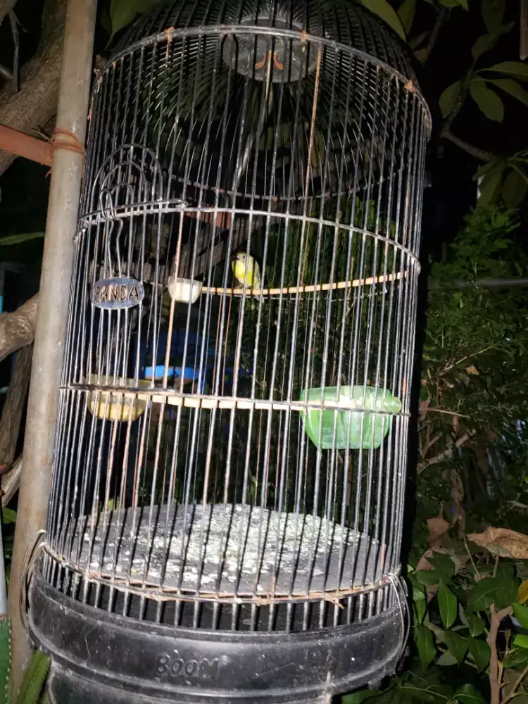 Kolibri kelapa Fullset