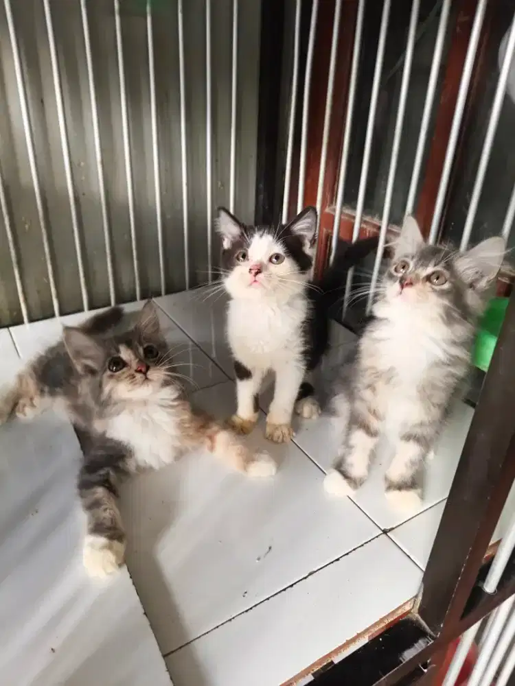 Kitten persia 2,5 bulan