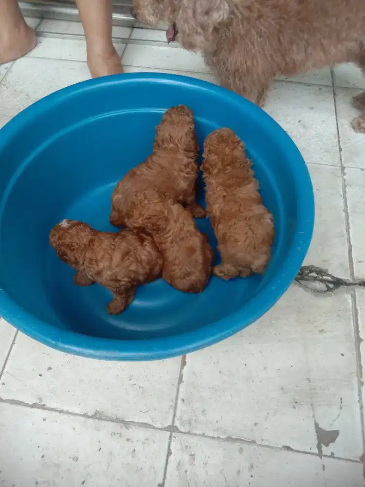 Borongan 4 anakan poodle