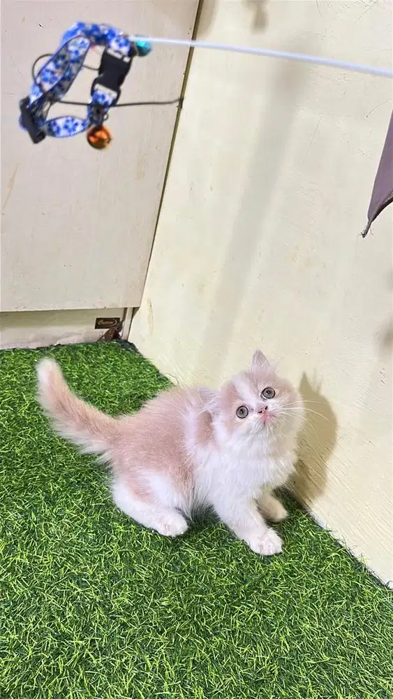 Persia flatnose