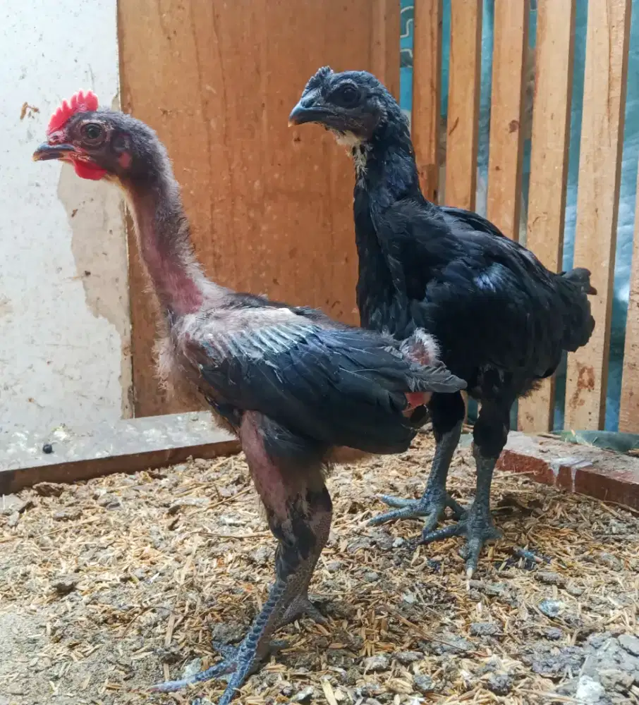 AYAM PELUNG JUMBO