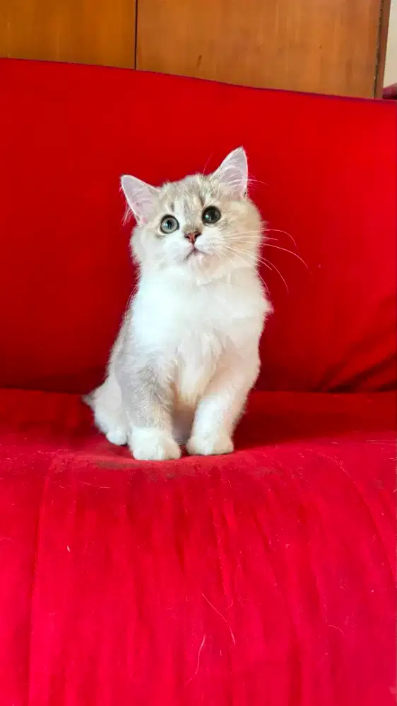Kucing BSH X SCOTIISH FOLD JANTAN DAN BETINA