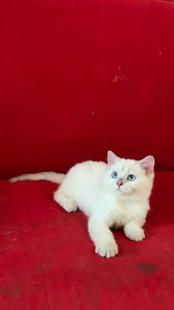 Kucing BSH X SCOTIISH FOLD JANTAN DAN BETINA