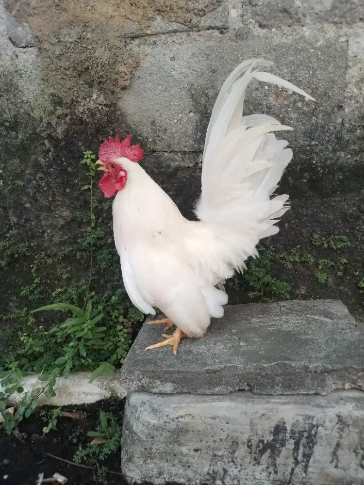 AYAM KATE PUTIH SAMA KANDANG