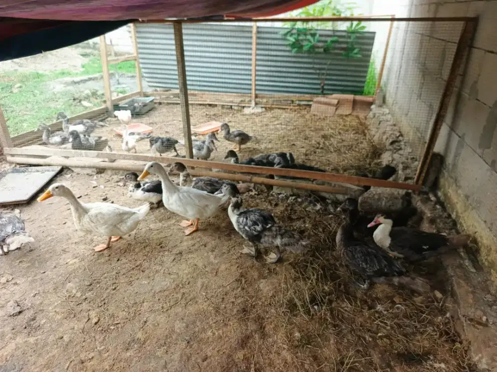 Bebek potong Peking