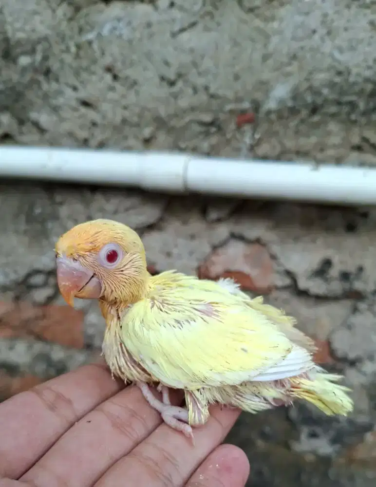 Lovebird pb cremino mm lolohan