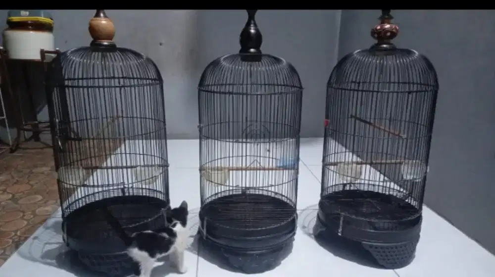 KANDANG KAPSUL MASIH CAKEP BAGUS SMUA 300 AJA AMBIL SMUA HARGA NET