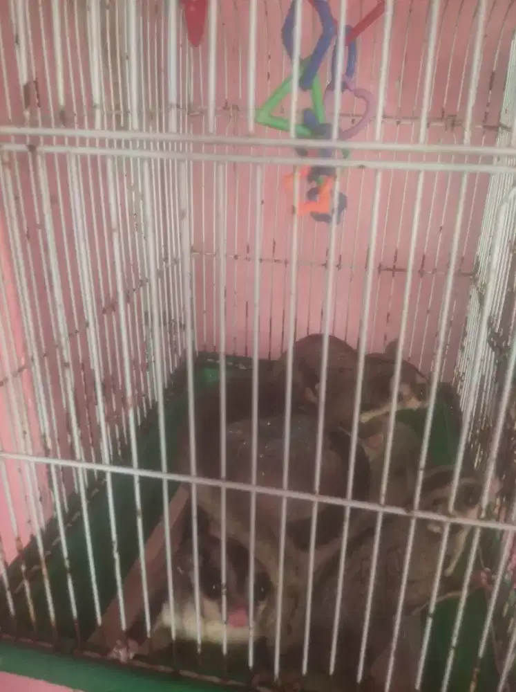 Sugar glider sepasang